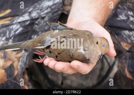 Eine taube getötet, während die Jagd in Louisiana Stockfoto