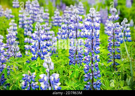 Bunte blaue und lila bunte Lupine Blumen in Island Bokeh Verschwommener Hintergrund auf Dyralaekjasker Trail Stockfoto