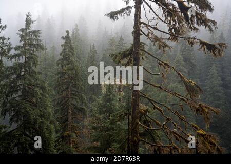 Nebelwald, Boulder River Trail, Boulder River Wilderness, Central Cascades, Washington, USA Stockfoto