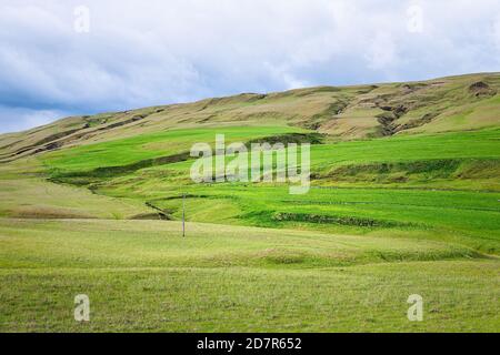 Isländische Schafe grasen auf grünen üppigen Wiese Weidefeld mit Hill Mountain in Island Sommer und bewölkten Himmel Stockfoto