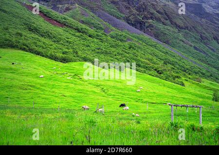 Isländische Schafe grasen auf Farm Ranch durch Zaun und grün Üppige Wiese Weideland mit Berg Berg im Sommer Island Stockfoto