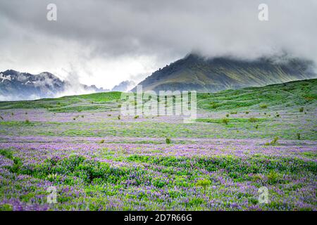 Buntes Muster von lila Lupine Lupine Blumen Feld in Island Blick auf die Natur mit Nebelsturmwolken, die Berge bedecken Hintergrund launisch w Stockfoto