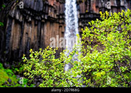 Wasserfall Svartifoss Nahaufnahme im Hintergrund mit Vordergrund der Pflanzen in Skaftafell Nationalpark in Island Blick Wasser fällt von der Klippe Stockfoto