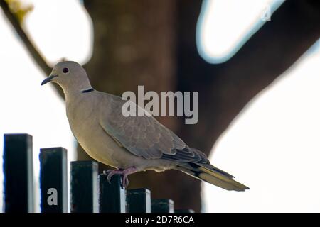 Grautaube im Zaun im Park Stockfoto