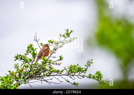 Island Skaftafell Gebiet mit Nahaufnahme eines Turdus iliacus Rotflügels Vogel mit gelben und roten Streifen und braunen Federn singen Anrufen Stockfoto