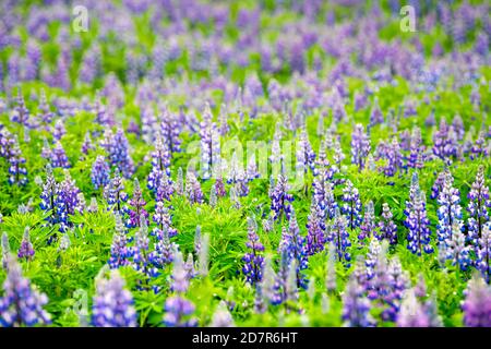 Bunte blaue und lila Lupine Lupine Blumen in Island in Wiese Feld während Sommer Muster Textur viele blühende Stockfoto