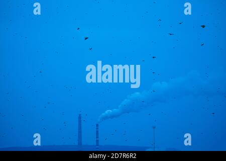 Vögel fliegen über die verschmutzte Stadt. Fliegende Krähen und rauchendes Industrierohr Stockfoto