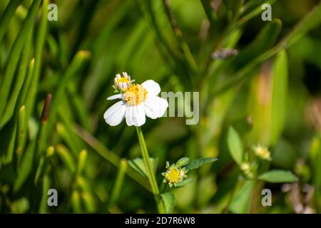 Frische Kamille im Garten in der Mitte des parken Stockfoto