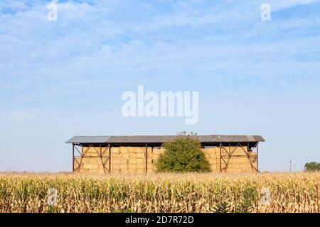 Scheune voller Heuhaufen und Heuballen und Stroh steht vor einem Kornfeld in einer ländlichen Landschaft der Vojvodina, in Serbien, die meisten landwirtschaftlichen pa Stockfoto