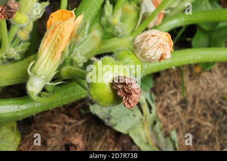 Patty Pan Sqashes wachsen auf einer Weinrebe zwischen Blüten Stockfoto