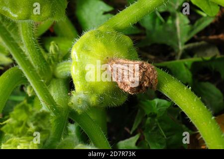 Nahaufnahme einer Blütenspitze auf einem Pattypan Squash Stockfoto