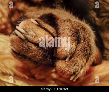 Große Nahaufnahme von Katzenpfoten mit selektivem Fokus auf Die Katzenpfoten und verschwommener Hintergrund Stockfoto