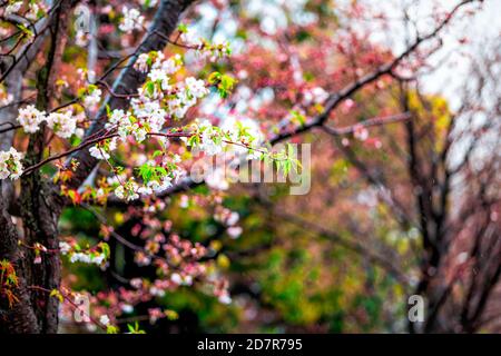 Kyoto im Frühling in Japan mit Kirschblütenblättern Blumen auf Baum und Bokeh verschwommen Hintergrund und nass Blütenblätter bei Regen Stockfoto