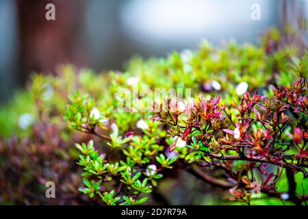 Kyoto im Frühling in Japan mit gefallener Kirschblüte Blütenblätter Blüten auf roten und grünen Pflanzen Busch Blätter Makro Nahaufnahme nass bei Regen Stockfoto