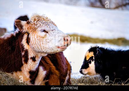 Schwarz braun und weiß Jersey Kühe essen Heu Weiden während Ein schneereichen Winter in Virginia mit Schneefeld Weide Stockfoto