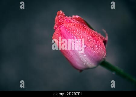 Makro-Nahaufnahme von geschlossenen rosa und weiß roten Tulpe im Frühjahr mit verschwommenem Hintergrund und Wasserregen Tau Tropfen in Kyoto, Japan durch den Fluss Stockfoto