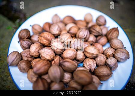 Nahaufnahme auf Stapel von rohen Pecan Hickory Nüsse Haufen Zutat Im Herbst auf Platte in Muscheln gezutage Stockfoto