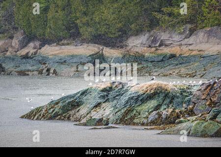 Schar von Möwen Vögel auf Strand Felsen in schweren regen raiPort-au-Persil, La Malbaie, Kanada Saint Lawrence Fluss in Charlevoix Region, Quebec Stockfoto