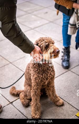 Irischer Doodle Hund mit Leine und Kragen sitzt auf gepflasterten Bürgersteig Straße mit Besitzer Menschen streicheln kratzenden Kopf Hals in Warschau, Polen Stockfoto