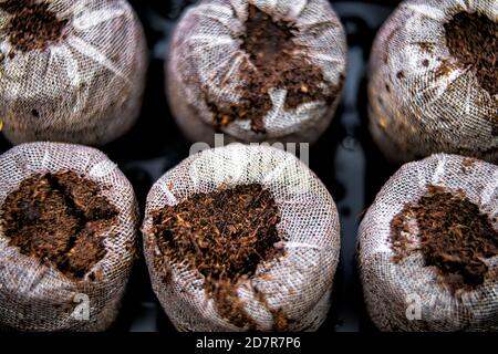 Torf Pellets Tabletten Makro Nahaufnahme Ansicht in Netz auf schwarz Tablett für Topfpflanzen Behälter für den Anbau von Indoor-Garten Setzlinge Im Winter Stockfoto