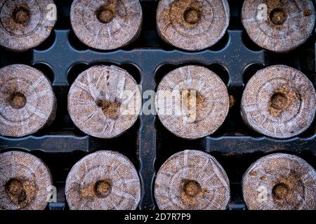 Torf Pellets Tabletten Makro Nahaufnahme flache Ansicht von oben im Netz Auf schwarzem Tablett für Topfpflanzen Behälter für den Anbau in Innenräumen Garten Sämlinge im Winter Stockfoto