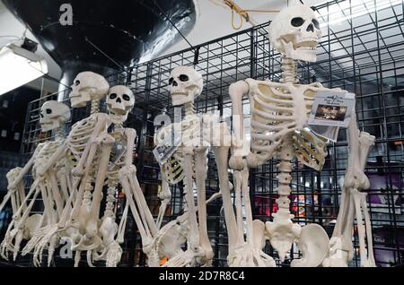 St. Louis, Usa. Okt. 2020. Skelette hängen an der Wand bereit für Halloween kaufen, in Johnnie Brock's Dungeon, in St. Louis am Samstag, 24. Oktober 2020. Foto von Bill Greenblatt/UPI Kredit: UPI/Alamy Live News Stockfoto