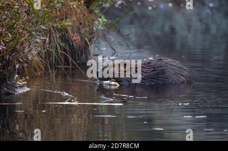 Ein kanadischer Biber (Rizin) nagt an einem Stock in einem Nebliger Teich Stockfoto