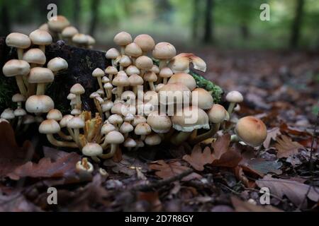 Selektive Fokus der braunen Waldpilze wuchs auf einem gefallen Baum Stockfoto