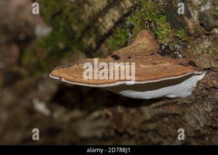 Ein großer brauner Ganoderma applanatum Pilz oder Künstlerconk auf Holz. Stockfoto