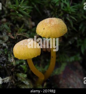 Zwei kleine orange mycena Pilze ( mycena leaiana) in Moos Stockfoto