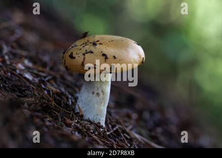 Ein Makro eines Russula compacta Pilzes in einem Wald Im Herbst Stockfoto