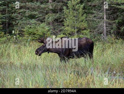 Ein Bullenelch auf einer grünen Wiese im Algonquin Park Ontario Stockfoto