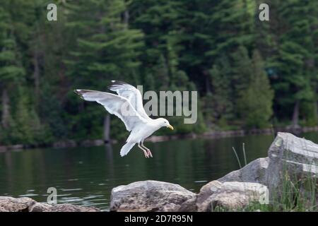 Eine Heringmöwe (Laras argentatus) landet auf Felsen mit ausgestreckten Flügeln Stockfoto