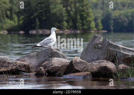 Eine Heringsmöwe (laris agentatus) Auf Felsen in der Georgian Bay gelegen Stockfoto