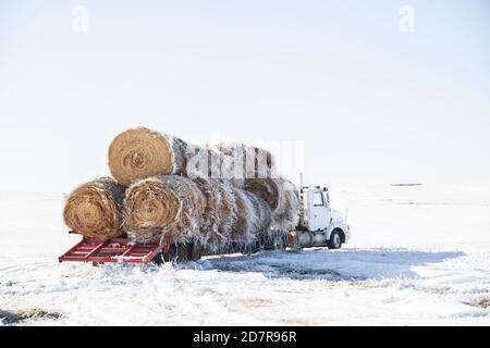 Ein Sattelschlepper und Anhänger auf einem Feld geladen geparkt Mit großen runden Strohballen in einer weißen Winterlandschaft Querformat Stockfoto