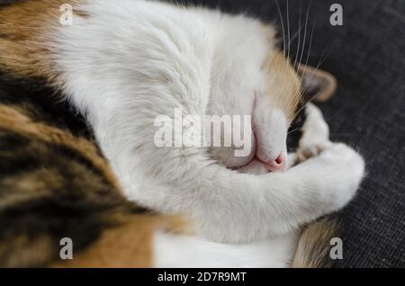 Nahaufnahme einer Hauskatze, die auf einer Couch schläft Stockfoto