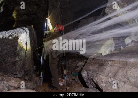 Uftrungen, Deutschland. Oktober 2020. Bernd Ohlendorf vom Landesreferenzzentrum für Fledermausschutz Sachsen-Anhalt steht in der Höhle Heimkehle an einem Netz, mit dem er Fledermäuse zum Klingeln fängt. (Zu dpa '2020 besseres Jahr für Fledermäuse - noch zu trocken') Quelle: Klaus-Dietmar Gabbert/dpa-Zentralbild/dpa/Alamy Live News Stockfoto