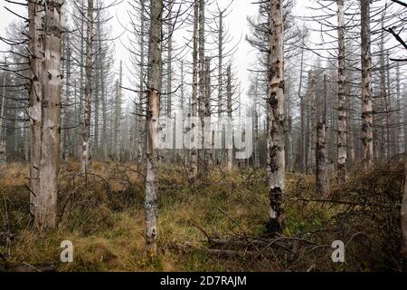 23. Oktober 2020, Niedersachsen, Oderbrück: Blick in den Wald mit toten Fichten im Nationalpark Harz. Besonders schlecht liegen die Wälder im Harz, Sauerland, Thüringer Wald und Fränkischen Wald. Foto: Swen Pförtner/dpa Stockfoto