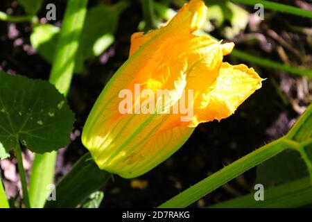 Seitliche Makroansicht einer weiblichen Zucchiniblüte Stockfoto