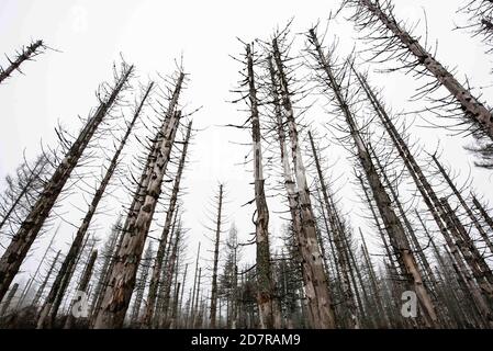 23. Oktober 2020, Niedersachsen, Oderbrück: Blick in den Wald mit toten Fichten im Nationalpark Harz. Besonders schlecht liegen die Wälder im Harz, Sauerland, Thüringer Wald und Fränkischen Wald. Foto: Swen Pförtner/dpa Stockfoto