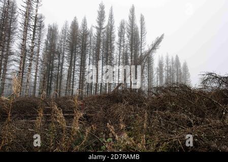 23. Oktober 2020, Niedersachsen, Oderbrück: Blick in den Wald mit toten Fichten im Nationalpark Harz. Besonders schlecht liegen die Wälder im Harz, Sauerland, Thüringer Wald und Fränkischen Wald. Foto: Swen Pförtner/dpa Stockfoto