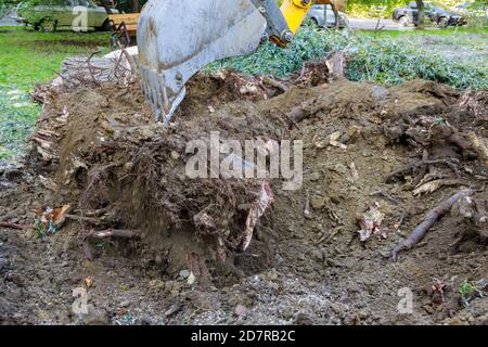 Entwurzelung eines großen Baumstumpf mit einem Bagger aus entfernt Masse Stockfoto