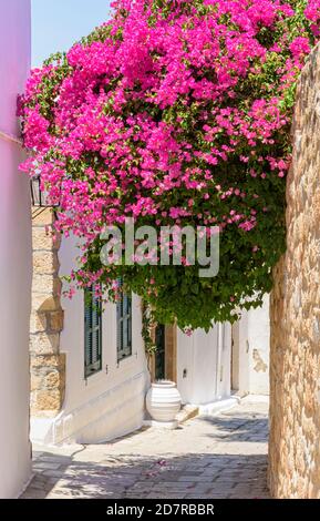 Griechische Insel Bild von Bougainvillea Klettern auf einem alten Haus auf der Insel Rhodos, Dodekanes, Griechenland Stockfoto