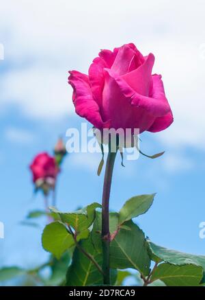 Blühende Hybride Teesrose, Melbourne, Australien, Frühjahr 2020 Stockfoto