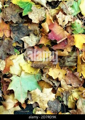 Nahaufnahme von gelben, grünen und roten Platanenblättern. Trockene Blätter. Stockfoto