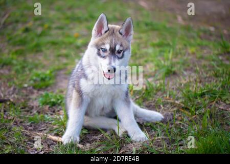 Husky Hund Welpen auf grünem Gras. Flauschig großer Welpe. Stockfoto