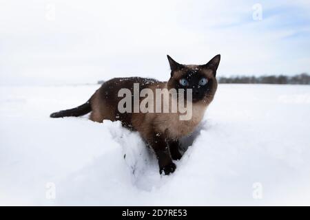 Katze im Winter. Siamkatze spaziert auf Schneeverwehungen. Stockfoto