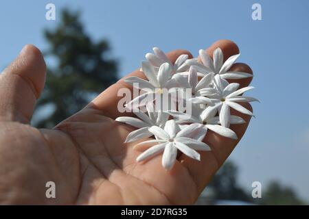 Jasminblüten im Garten. Stockfoto