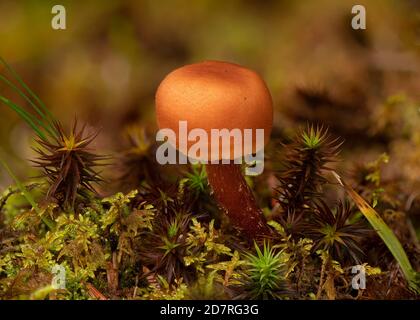 Deceiver (Laccaria laccata), wächst unter Kiefern- und Sphagnum-Moos, Trostan, Dumfries, SW Schottland Stockfoto