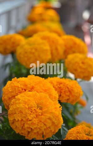 Ringelblumen. Bildort: Kathmandu, Nepal Stockfoto